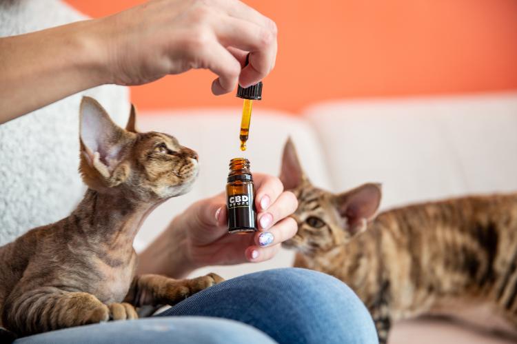 Cannabis Medicinal para Gatos, Coelhos e Aves: Avanços e Benefícios em 2025